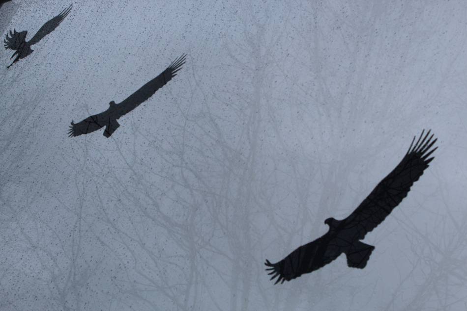 Хищная птица устроила трапезу рядом с детской площадкой в Удельном